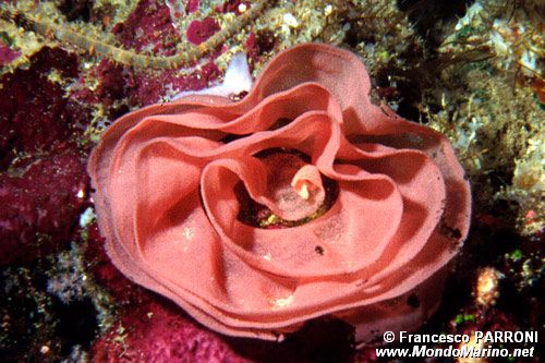 Ballerina spagnola (Hexabranchus sanguineus)