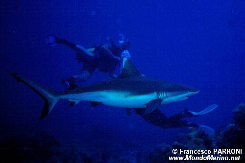 Squalo grigio del reef (Carcharhinus amblyrhynchos)