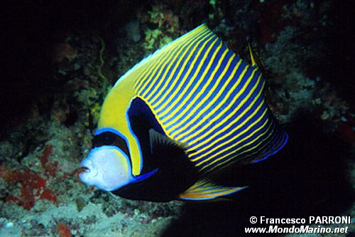 Pesce angelo imperatore (Pomacanthus imperator)