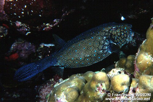 Pesce scatola cubo (Ostracion cubicus)
