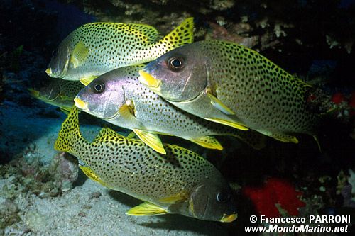 Gaterino tropicale (Plectorhinchus gaterinus)