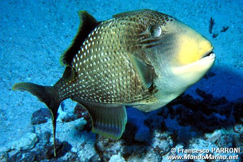 Balestra pinna gialla (Pseudobalistes flavimarginatus)