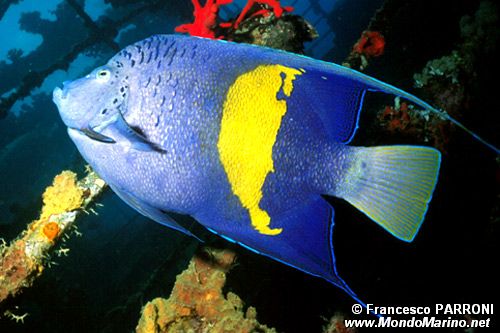 Pesce angelo maculato (Pomacanthus maculosus)