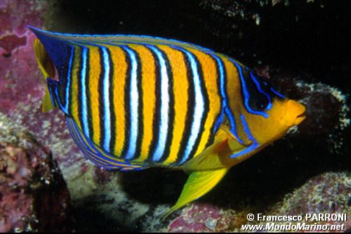 Pesce angelo (Pygoplites diacanthus)