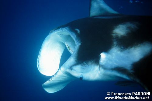 Manta (Manta birostris)