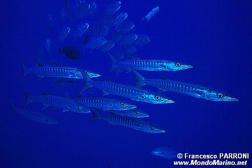 Barracuda pinna nera (Sphyraena qenie)