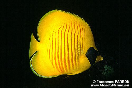 Pesce farfalla semimascherato (Chaetodon semilarvatus)