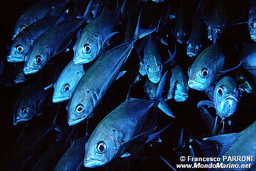 Carangide (Caranx sexfasciatus)