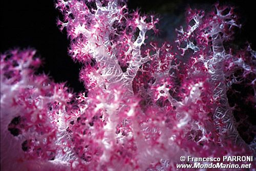 Alcionario di Kluzinger (Dendronephthya klunzingeri)
