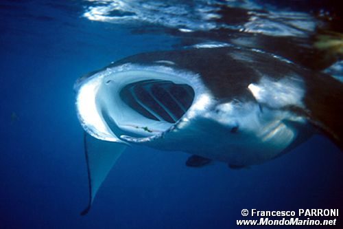 Manta (Manta birostris)