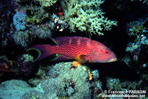 Cernia coda mezzaluna (Variola louti)