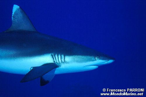 Squalo grigio del reef (Carcharhinus amblyrhynchos)