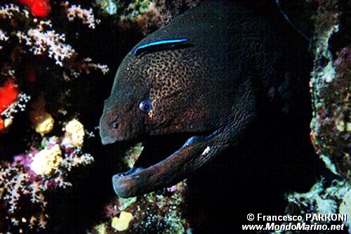 Murena gigante (Gymnothorax javanicus)