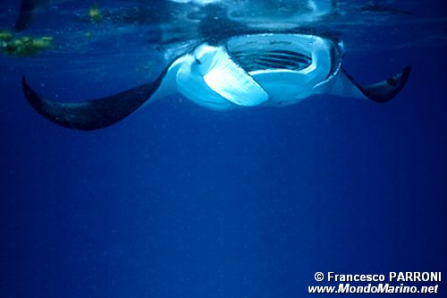 Manta (Manta birostris)