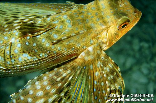 Pesce civetta (Dactylopterus volitans)