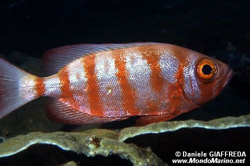 Pesce occhio grosso (Priacanthus hamrur)
