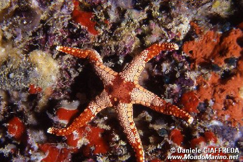 Stella marina (Fromia monilis)