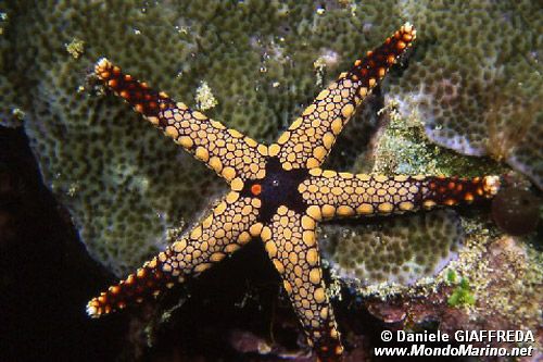 Stella marina (Fromia monilis)