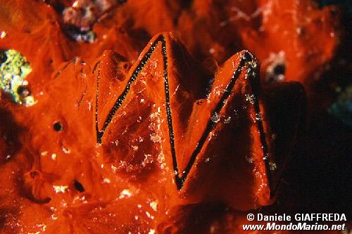 Conchiglia bivalve (Lopha cristagalli)