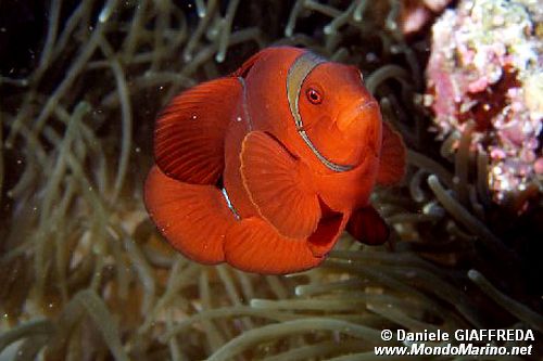 Pesce pagliaccio spinoso (Premnas biaculeatus)
