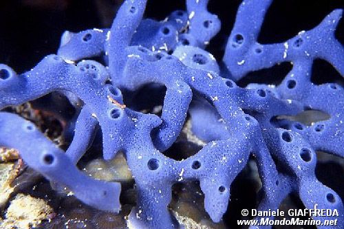 Spugna (Haliclona sp. 2)