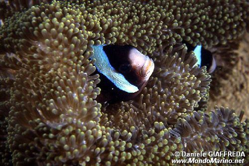 Pesce pagliaccio di Clark (Amphiprion clarkii)