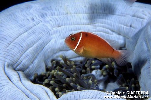 Pesce pagliaccio rosa (Amphiprion perideraion)