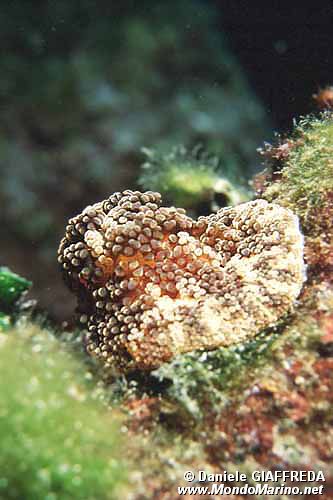 Attinia alice (Alicia mirabilis)