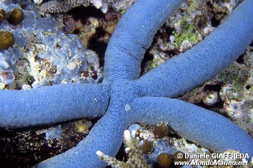 Stella Marina (Linckia laevigata)