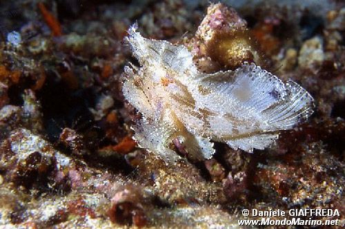 Pesce foglia (Taenianotus triacanthus)