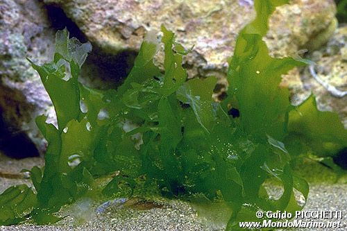 Lattuga di mare (Ulva laetevirens)