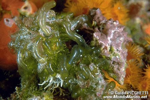 Alga otre (Valonia utricularis)