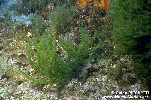 Alga a candelabro vermiforme (Codium vermilara)