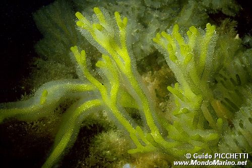 Alga a candelabro verde (Codium fragile)