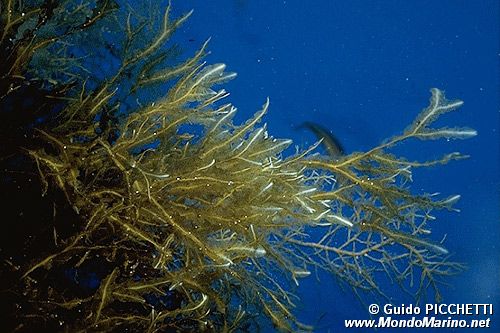 Alga odorosa (Dictyopteris polypodioides)