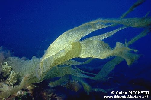 Laminaria (Laminaria rodriguezii)