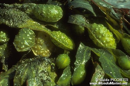 Quercia di mare (Fucus virsoides)