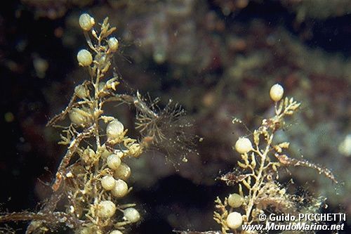 Sargasso (Sargassum vulgare)