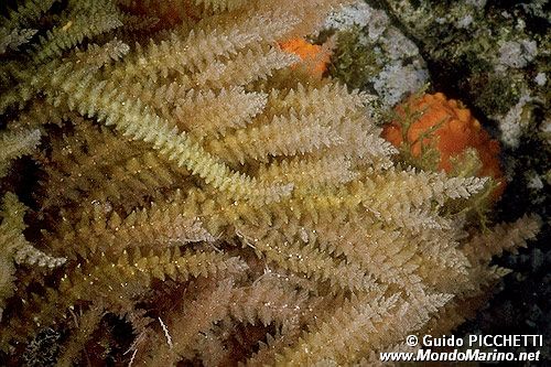 Alga rossa (Asparagopsis armata)