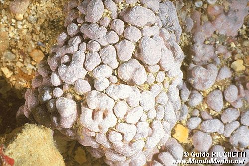 Alga calcarea (Lithophyllum racemus)