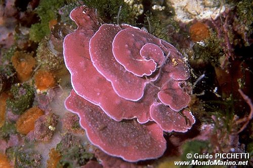 Alga calcarea (Lithophyllum stictaeforme)