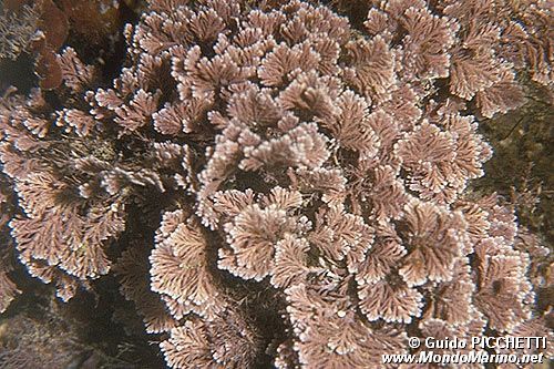 Alga calcarea (Corallina elongata)