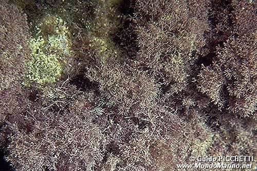 Alga calcarea (Jania corniculata)