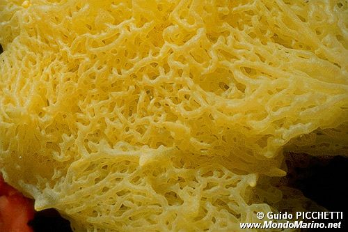 Spugna gialla (Clathrina clathrus)