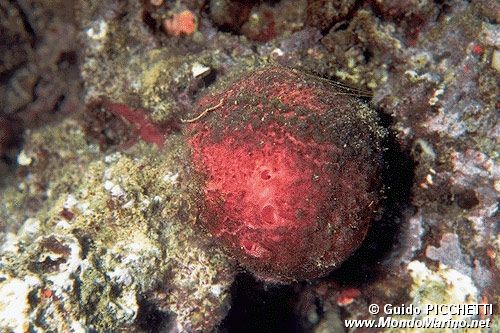 Arancia di mare (Tethya aurantium)