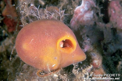 Spugna del paguro (Suberites domuncula)