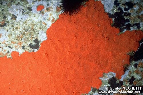 Spugna rossa (Spirastrella cunctatrix)