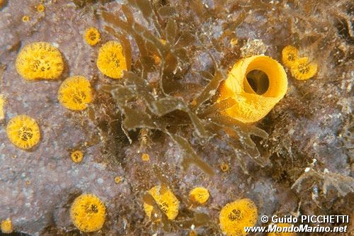 Spugna perforante (Cliona celata)