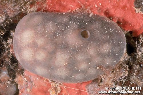 Spugna patata (Chondrosia reniformis)