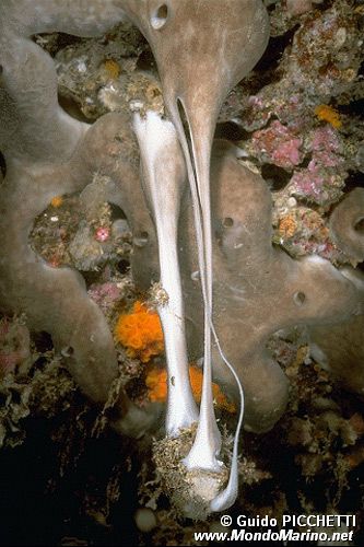 Spugna patata (Chondrosia reniformis)